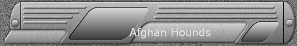 Afghan Hounds